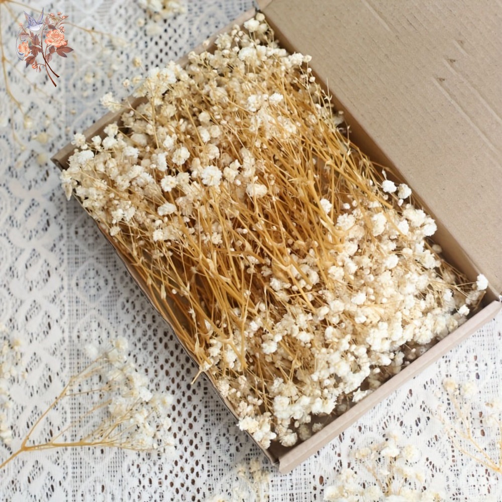Home Decor Minimal - 100pcs Mini Dried Baby's Breath Flowers
