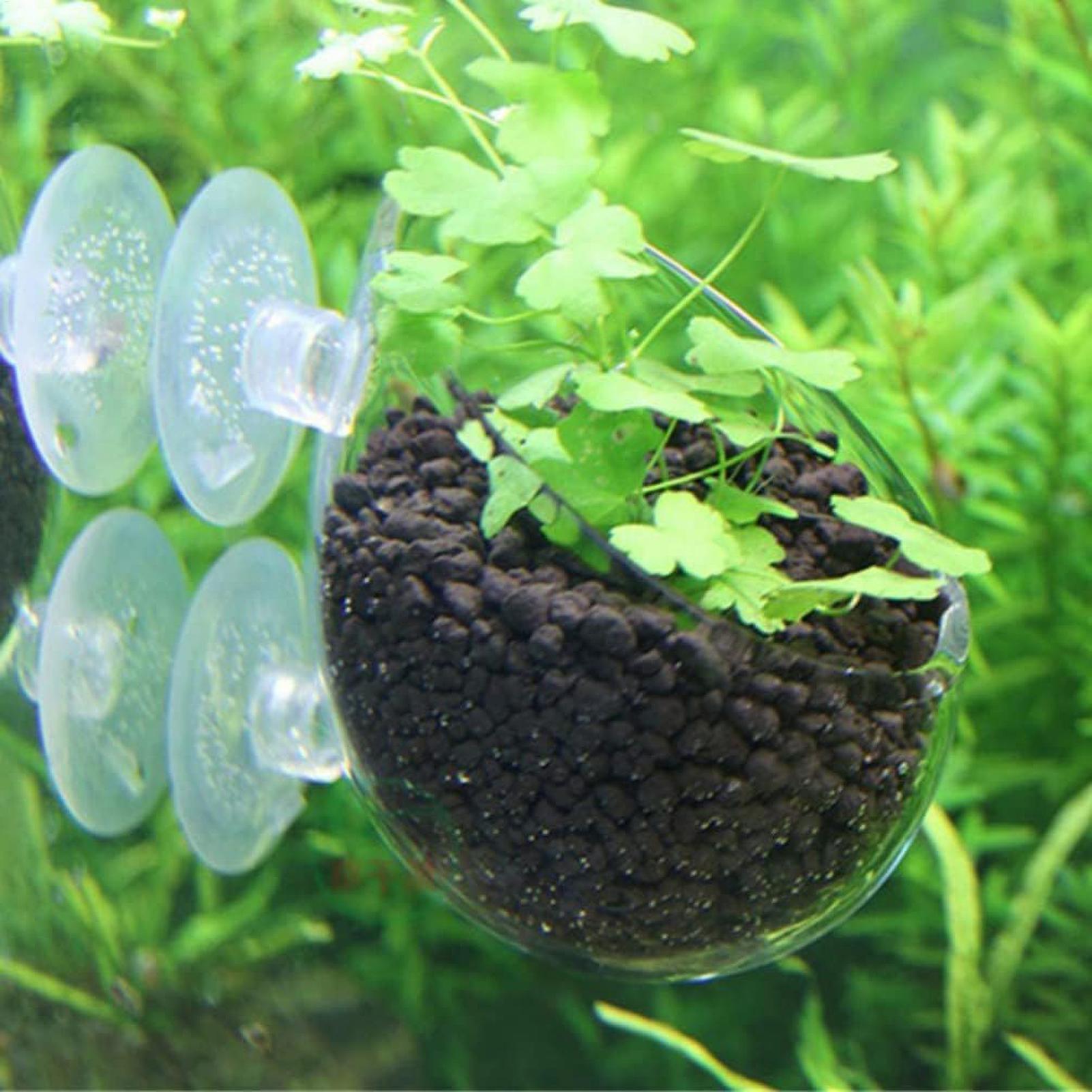 Aquarium Plant Holder Glass Aq - Terrarium Glass Bottle ulasan dan harga