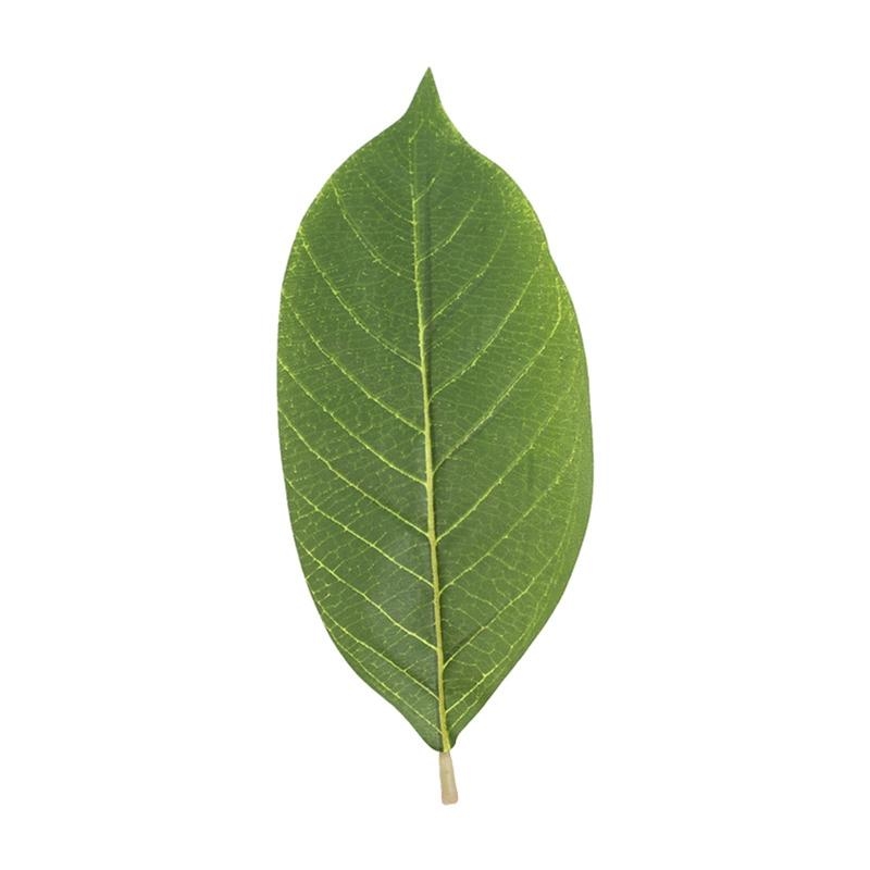 Artificial Green Magnolia Leav - Artificial Hanging Plants ulasan dan harga