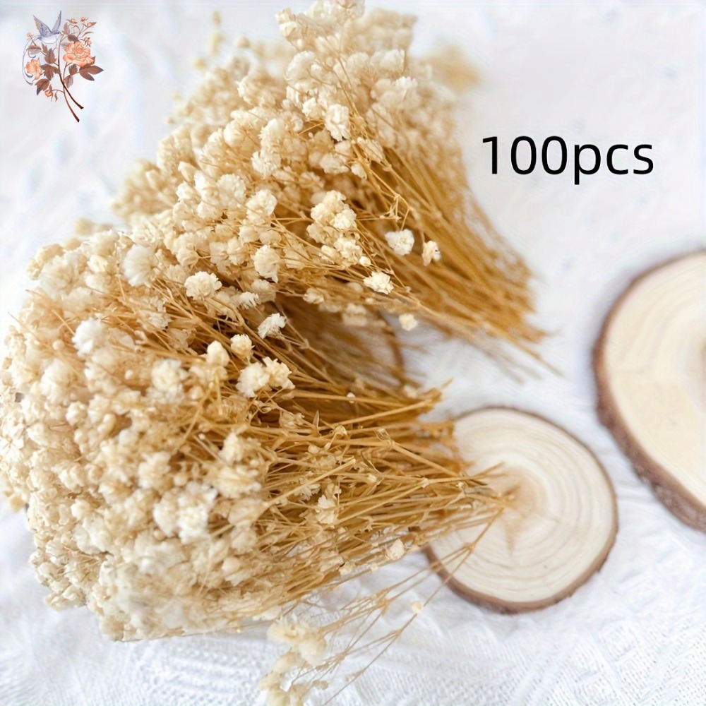 100pcs Mini Dried Baby's Breat - Home Decor Minimal ulasan dan harga